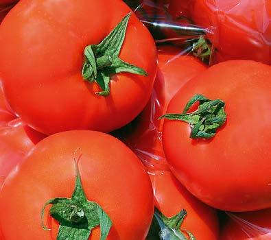 Pomidor Belladona F1 do uprawy na krótkie cykle w tunelach foliowych odmiana wielkoowocowa, owoc mięsisty 250-300 g bez zielonej piętki Niezawodna i prosta w uprawie odmiana o owocach kulistych,