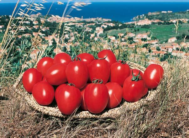 Pomidor Lancelot F1 do uprawy na 8-10 gron owoce ok.