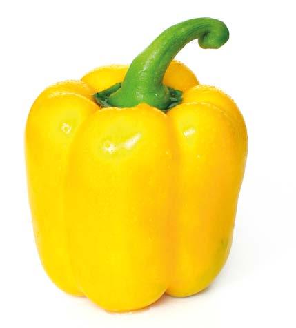 Papryka Giacomo F1 odmiana bardzo wczesna owoce typu blok, żółte Owoce o masie ok. 240 g, 4-komorowe, szerokości ok. 10 cm a długości ok.