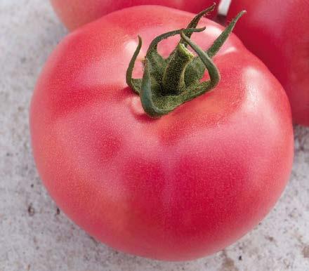Pomidor VP1 F1 do uprawy na krótkie cykle (4, 5 gron) owoc mięsisty, 250-300 g, malinowy bez zielonej piętki odmiana polecana do uprawy ekologicznej Odmiana bardzo wczesna, wielkoowocowa, owoc