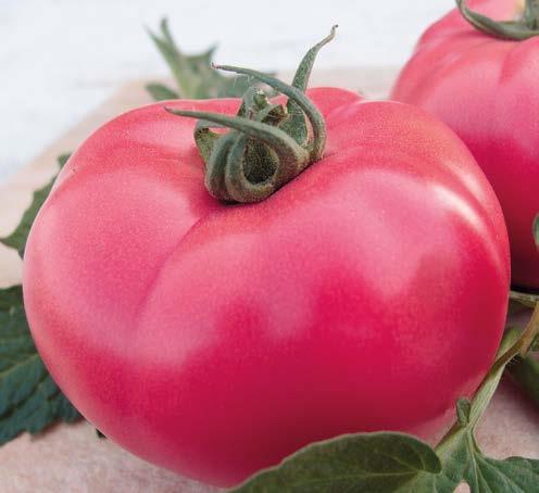 Pomidor V440 F1* (Jangcy) do uprawy na krótkie cykle (6, 7 gron) owoc malinowy, śliwkokształtny, ok.