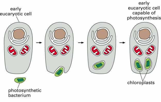 Transformatory energii (mitochondria i