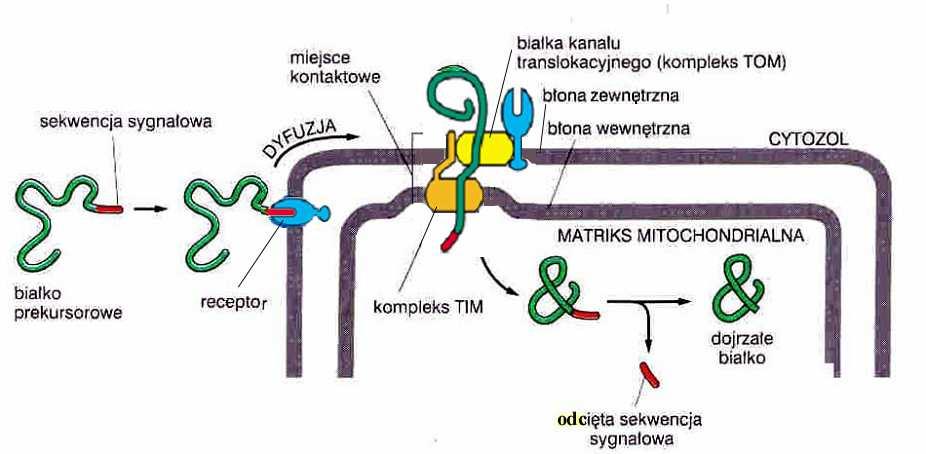 Transport (import) białek do mitochondriów Sekwencja wiodąca =sygnałowa (~70 aa): - sekwencja kierująca (N-koniec hydrofilowa) - sekwencja sortująca (hydrofobowa)
