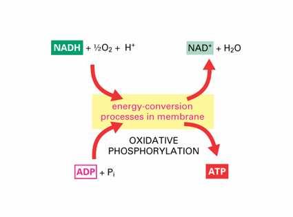 Fosforylacja oksydacyjna (oksydatywna)