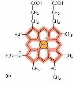 transport elektronów w kompleksach centra Ŝelazo-siarkowe w dehydrogenazie NADH i