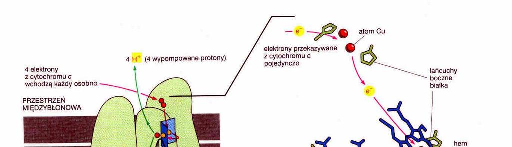 transport elektronów - kompleks