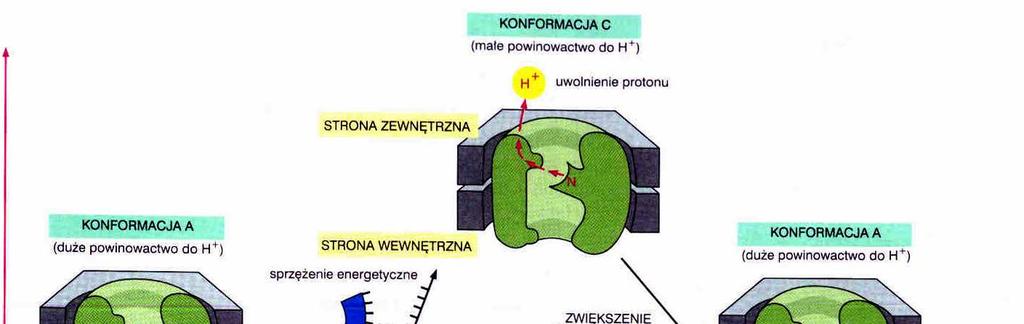 ogólny model pompowania protonów Cykliczne