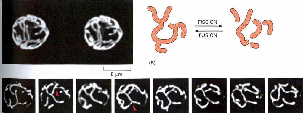 Mitochondria 0,5-1µm wielkość, kształt, typy nitkowate i