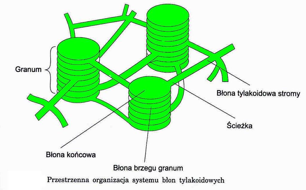 tylakoidy Błony: więcej niŝ 50% białek lipidy acylowe - 35% fosfolipidy (fosfatydyloglicerol), galaktolipidy, sulfolipidy