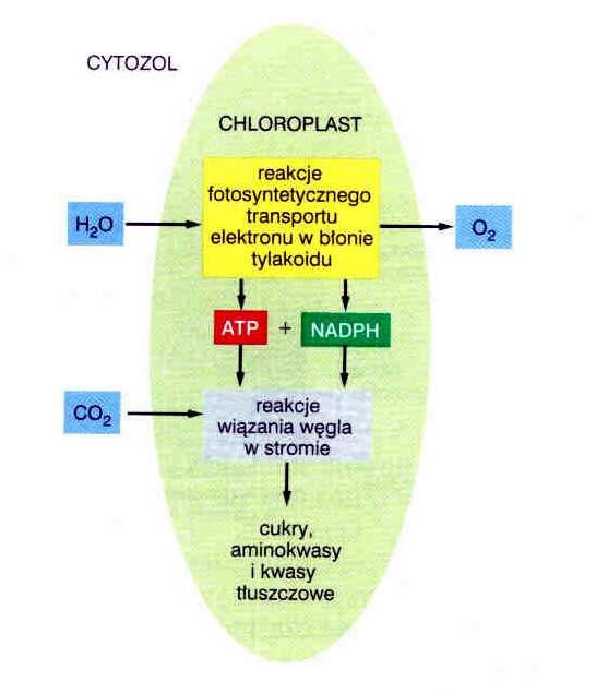 2 fazy: Proces fotosyntezy CO 2 +2H 2 O + 472,8kJ [CH 2 O]* + O 2 + H 2 O * związek zredukowany do poziomu