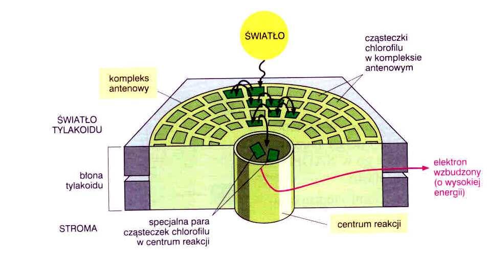 Faza świetlna- fotosyntezy absorpcja kwantów światła i reakcje konwersji energii film anteny bezpośrednie i