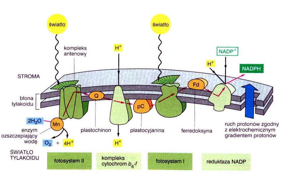 fosforylacja fotosyntetyczna cykliczna