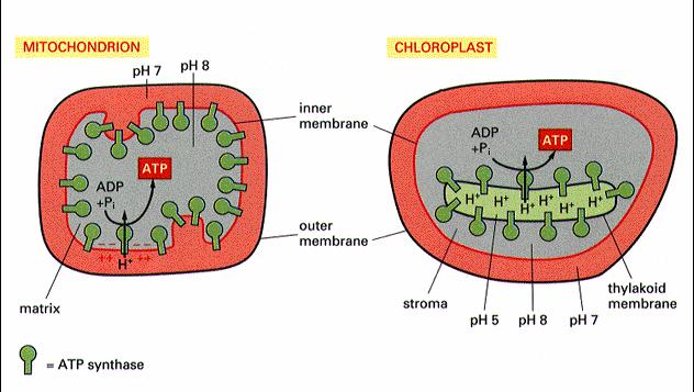Chloroplasty przepływ protonów i