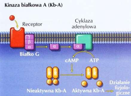 Receptory metabotropowe Efektorem receptorów sprzężonych z białkami G jest na przykład : (a) enzym cyklaza adenylowa (b) enzym fosfolipaza C (c) transbłonowy kanał dla jonów (np. Na + lub Ca 2+ ).
