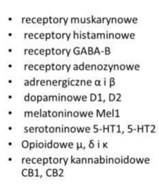 Ligandy dla receptorów metabotropowych: - fotony - cząsteczki biorące udział w rozpoznawaniu zapachu i smaku - hormony (glikokortykoidy,