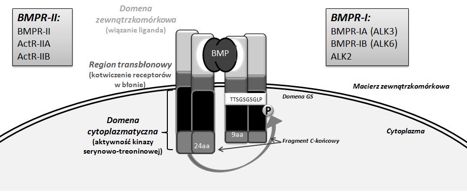 ROLA ŚCIEŻEK SYGNALIZACJI BMP W PROCESACH OSTEOGENEZY 649 RECEPTORY BMP BMP przekazują sygnał do wnętrza komórki za pośrednictwem dwóch typów receptorów błonowych BMPR-I i BMPR-II, należących do