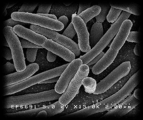 LICZBA BAKTERII COLI TYPU KAŁOWEGO Nie więcej niż 300 w 1ml w mięsie skorupiaków i mięczaków