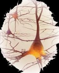 NEURONY BIOLOGICZNE I SZTUCZNE Neurony nie