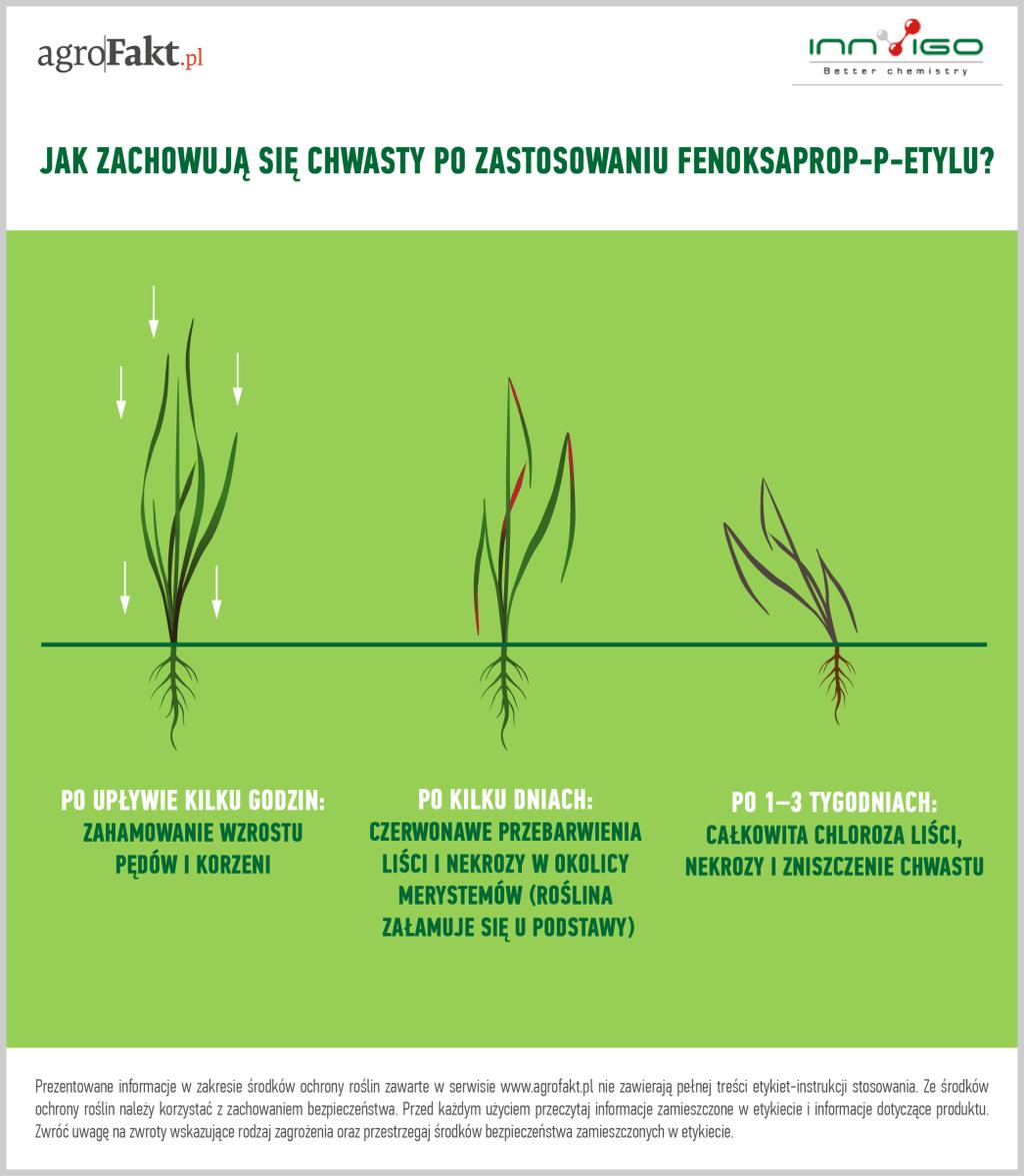 czy chwastnica jednostronna) po zastosowaniu fenoksaprop-p-etylu? Graminicyd zawierający tę substancję czynną po zastosowaniu na nasze zboża wymaga czasu na wizualny efekt.