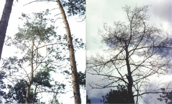 Fot. 3. Przykład pogorszenia się stanu korony (stopnie uszkodzenia 2,4) u sosny (Pinus sylvestris L.), LZD Murowana Goślina, Oddz. 38j, wiek 50 lat Źródło: C. Beker.