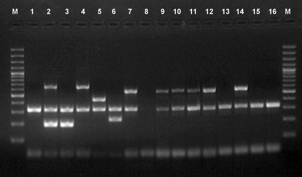 794 Medycyna Wet. 2008, 64 (6) Ryc. 2. Obraz elektroforezy produktów PCR szczepów Cl.