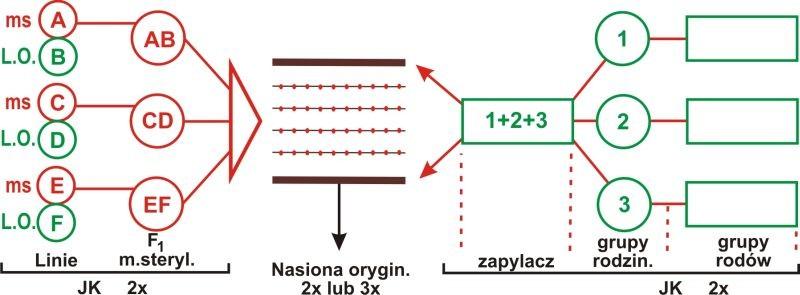 Schemat hodowli buraków