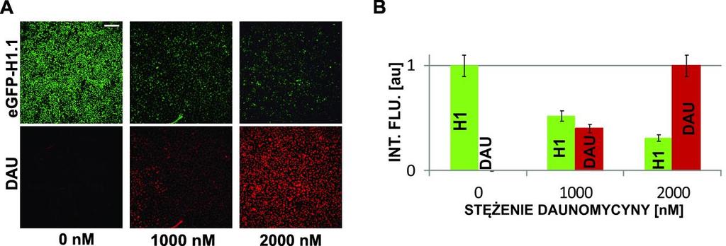 Rys. 5.2. Wpływ daunomycyny na intensywność fluorescencji egfp-h1.1. Komórki HeLa z histonami egfp-h1.1 inkubowane z daunomycyną w stężeniu od 0 do 2000 nm.