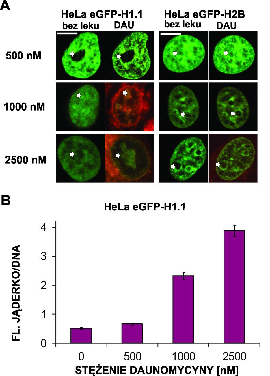 Rys. 5.3. Wpływ daunomycyny na rozkład przestrzenny histonów H1.1 i H2B wyznakowanych egfp w żywych komórkach. Żywe komórki HeLa z histonami H1.
