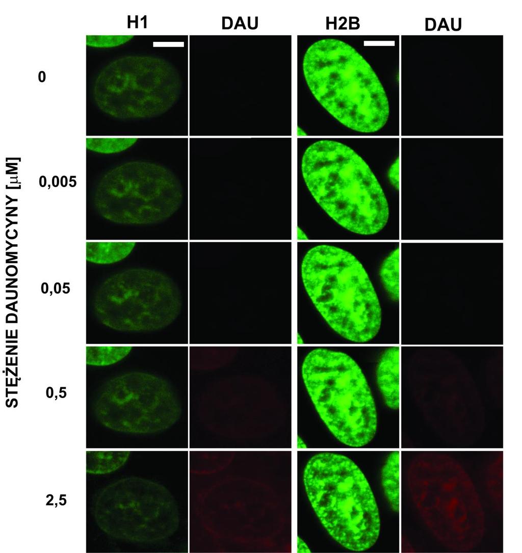 W dalszych eksperymentach żywe komórki z histonami egfp-h1.1 i egfp- H2B obserwowano pod mikroskopem stopniowo zwiększając (co 20-30 min.) stężenie daunomycyny w pożywce.