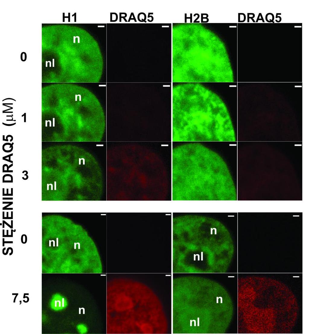 Rys. 5.7. Wpływ DRAQ5 na strukturę chromatyny i oddziaływanie histonów z DNA w żywych komórkach. Komórki HeLa z histonami H1.