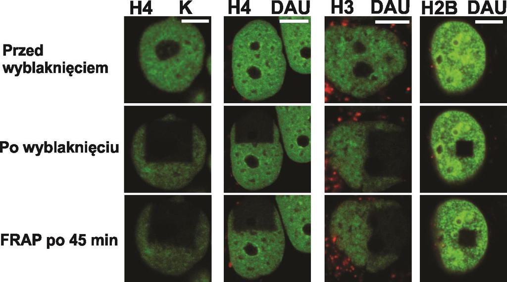 Rys. 5.19. Obrazy mikroskopowe z doświadczeń FRAP w komórkach z histonami korowymi H2B, H3 i H4 wyznakowanymi egfp.