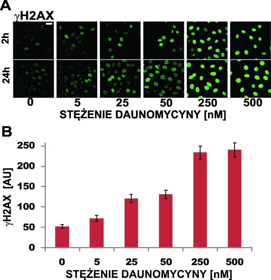 (Rys. 5.24.). Podwyższony poziom H2AX obserwowano zarówno po 2- jak i 24 h inkubacji z lekiem. Rys. 5.24. Wpływ różnych stężeń daunomycyny na fosforylację histonu H2AX.
