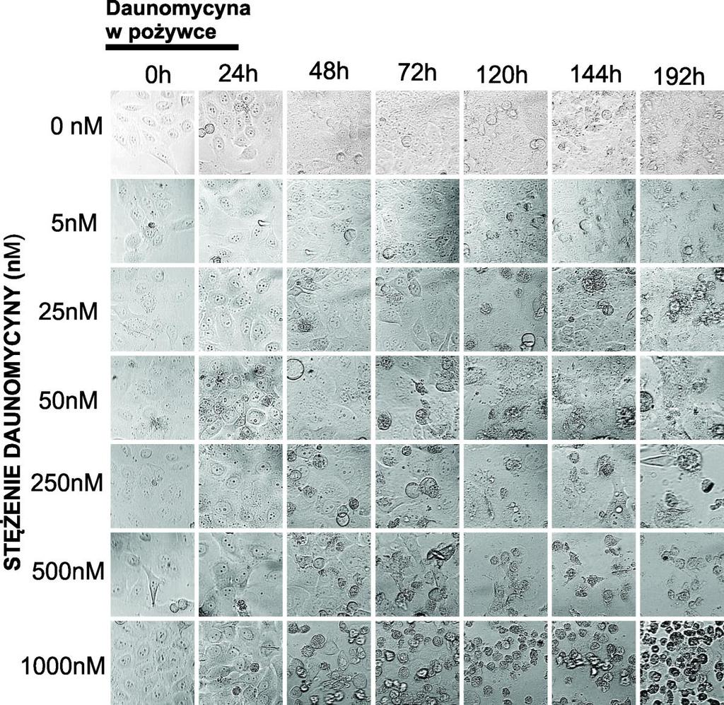 Rys. 5.28. Wpływ daunomycyny na wzrost i przeżywalność komórek w długoterminowej obserwacji.