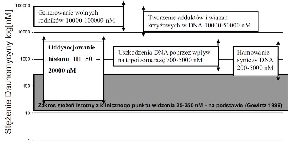 Rys. 6.2. Proponowane mechanizmy cytotoksycznego działania daunomycyny oraz stężenia leku, w których zostały zbadane.