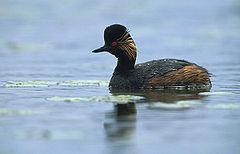 JEZIORO TURAWSKIE NATURĄ 2000 Obszar NATURA 2000 dla Zbiornika Turawa został utworzony w 2008r.