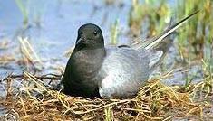 Obrzeża zbiornika przy wlocie Małej Panwi są również miejscem gniazdowania wielu gatunków ptaków.