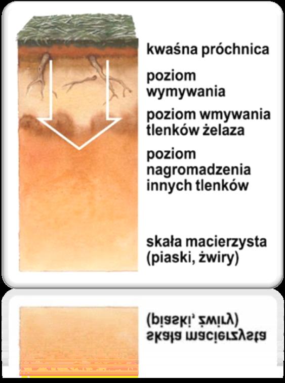 organicznych, a więcej soli mineralnych, gł.