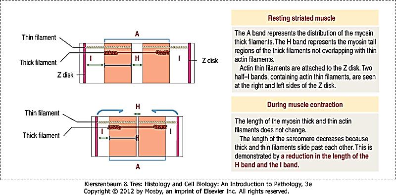miozyny z aktyną: zwężają się prążki I oraz H, długość A bez