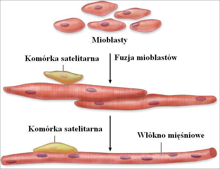 Pre-mioblasty POWSTAWANIE KOMÓREK M. SZKIELETOWEGO ORAZ KOMÓREK SATELITOWYCH 1. Komórki mezenchymalne miotomów różnicują się w wydłużone pre-mioblasty. - powstają miotubule 5.
