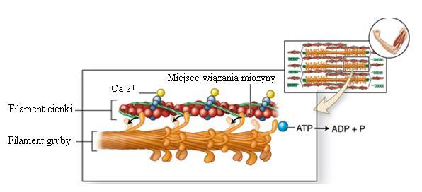 4. Związanie miozyny z aktyną uczynnia ATP-azową właściwość główek miozyny.