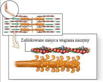 Ten obrót przesuwa końcową część główki, a wraz z nią filament aktynowy.