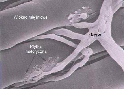 acetylocholina (Ach) Myasthenia gravis p-ciała blokujące receptory