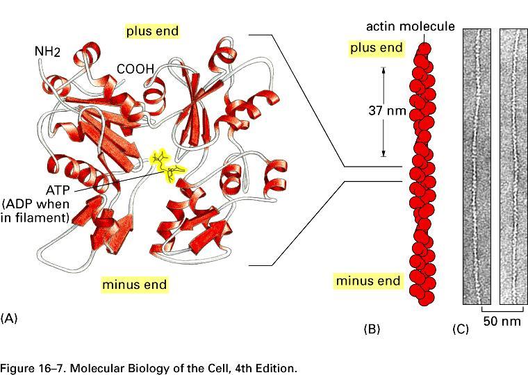 A. Monomer aktyny = G-aktyna zawiera miejsce wiążące ATP (lub ADP w filamencie). B.