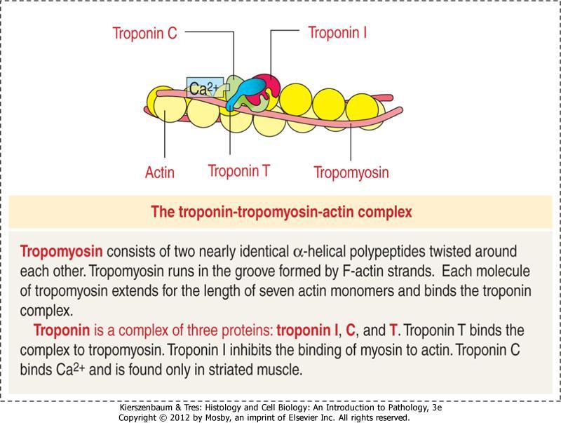 F-aktyna, tropomiozyna i troponina budują filament cienki.