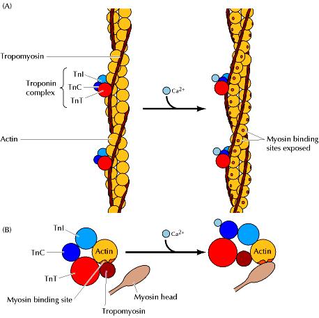 Niski poziom Ca ++ w cytoplazmie: Konformacja troponiny powoduje, że tropomiozyna