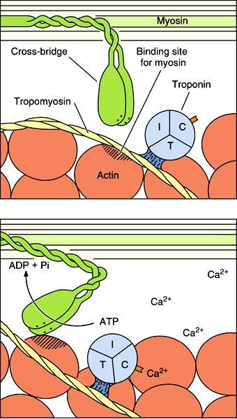 Wysoki poziom Ca ++ w cytoplazmie: TnC wiąże Ca ++, co odsuwa tropomiozynę i odsłania