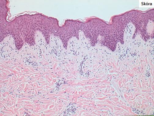 http://histology.med.umich.