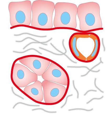 Ogólne cechy budowy tkanki nabłonkowej 1. Duża liczba komórek 2. B. mała ilość macierzy m- komórkowej 3. Wysoki potencjał regeneracyjny 4.