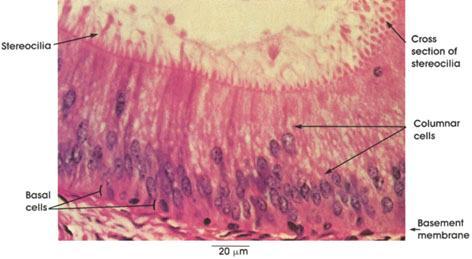 Stereocilia = długie mikrokosmki, także nieruchome Najądrza,