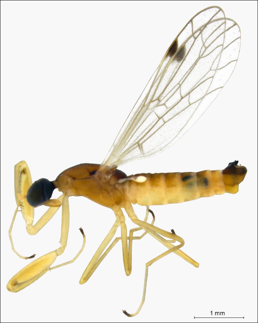 Chelifera aperticauda is a rare species, described from British Islands by COLLIN (1927).